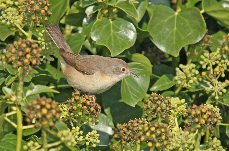 Subalpine Warbler