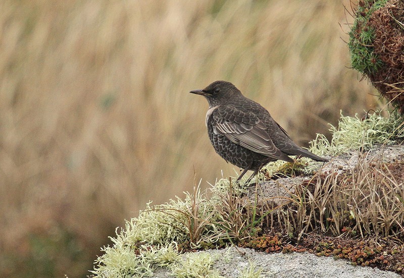 Ring Ouzel