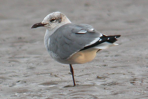 Laughing Gull