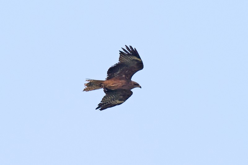 Black Kite