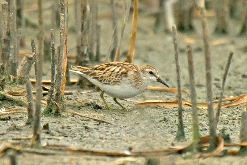 Least Sandpiper