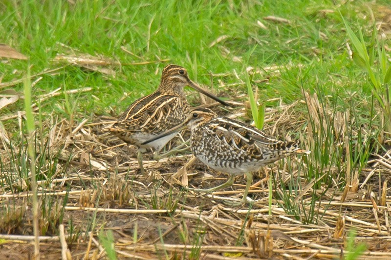Wilson's Snipe
