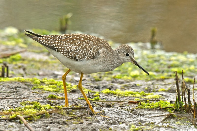 Lesser Yellowlegs