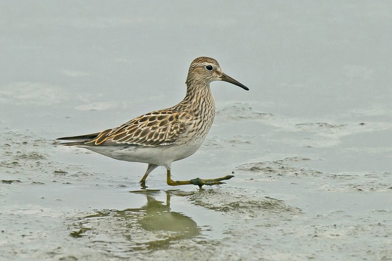 Pectoral Sandpiper