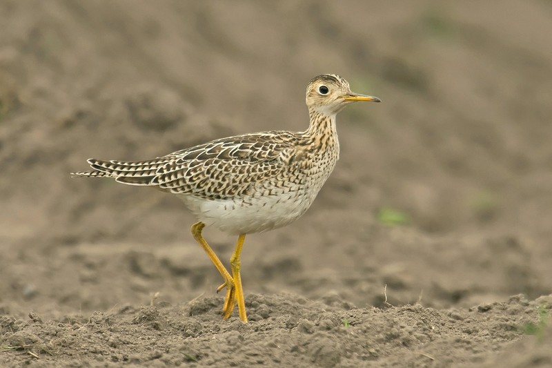 Upland Sandpiper