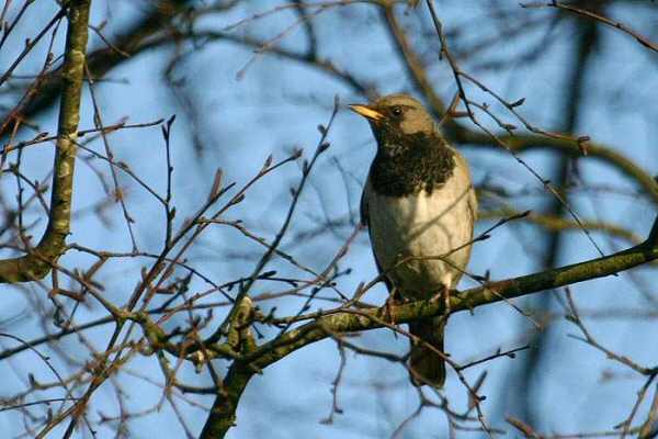 Black-throated Thrush