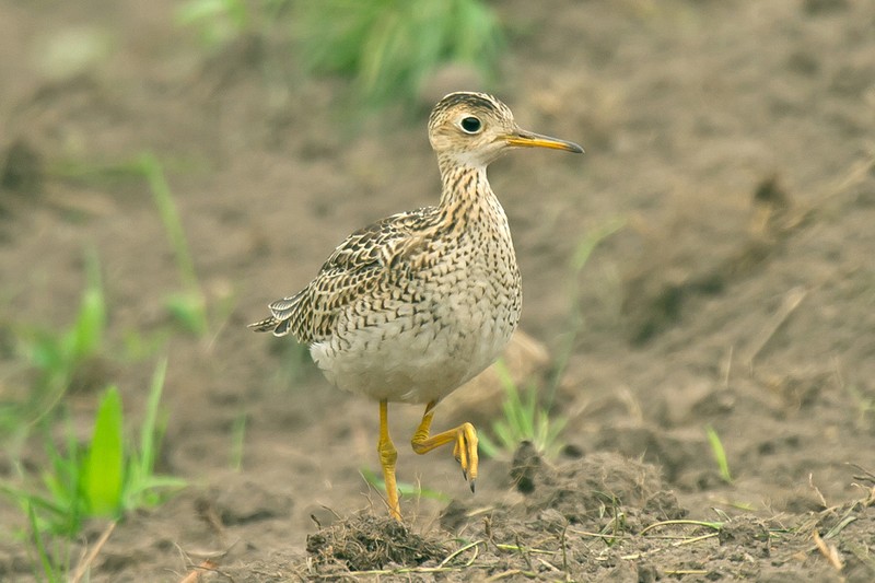 Upland Sandpiper