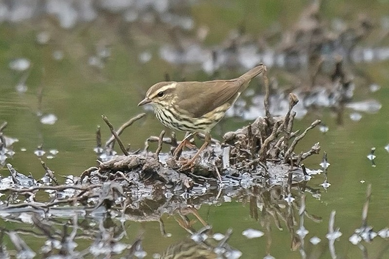 Northern Waterthrush