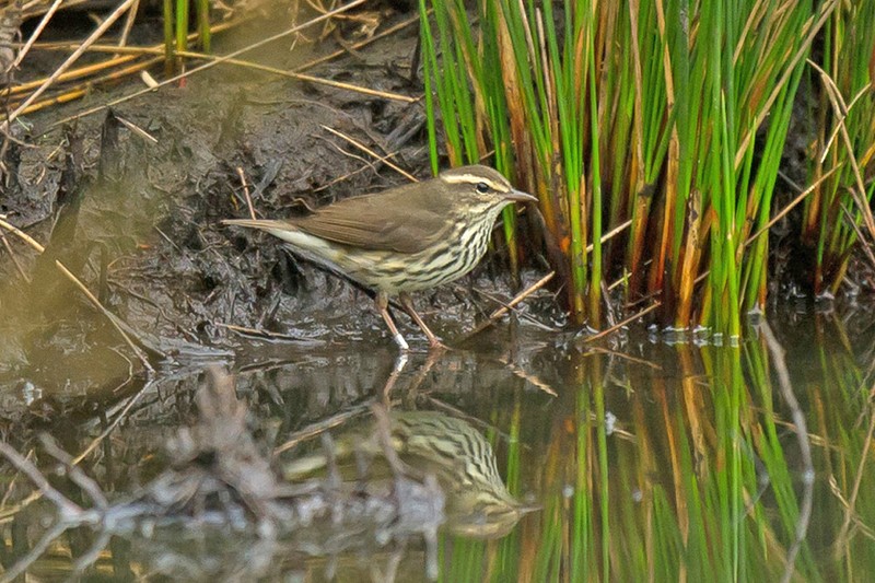 Northern Waterthrush