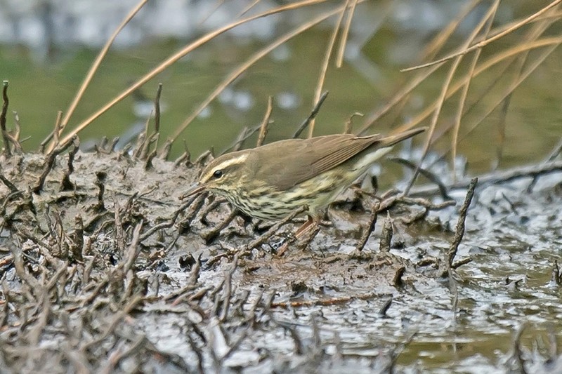 Northern Waterthrush