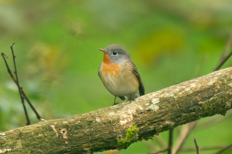 Red-breasted Flycatcher