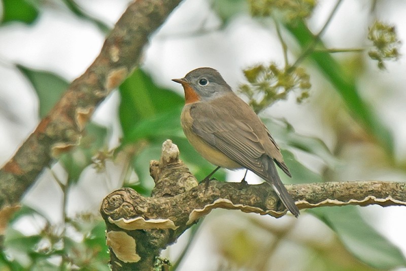 Red-breasted Flycatcher