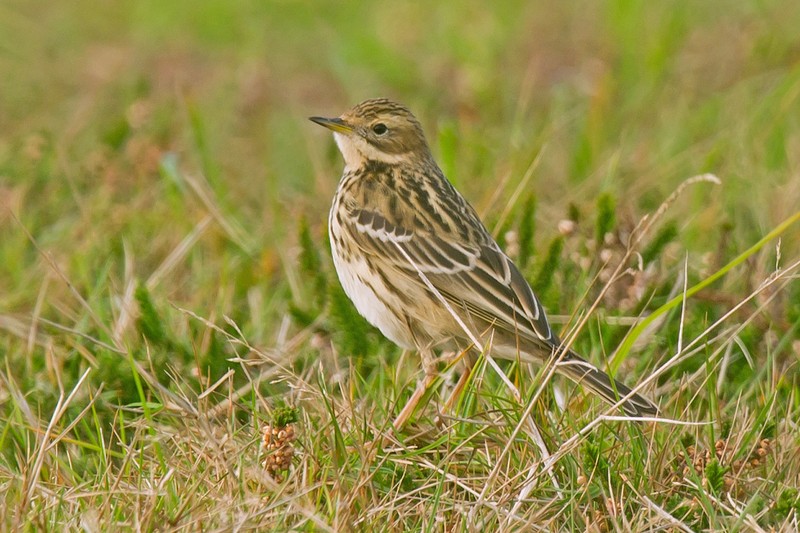Red-throated Pipit