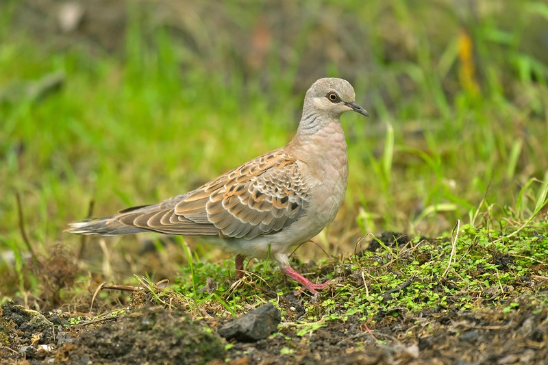 Turtle Dove