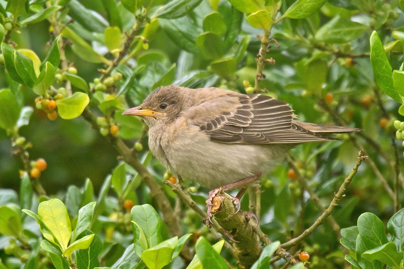 Rose-coloured Starling