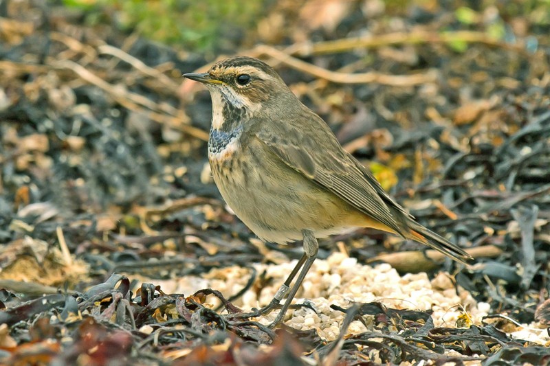Bluethroat