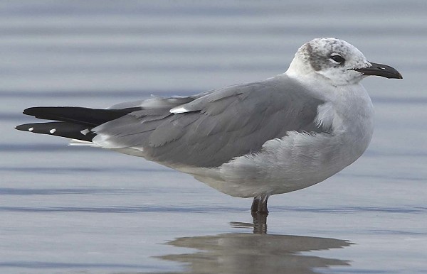 Laughing Gull