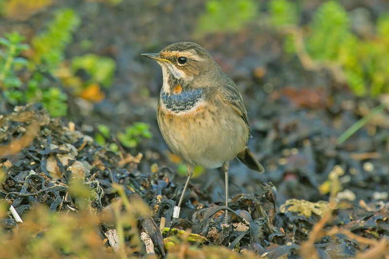 Bluethroat