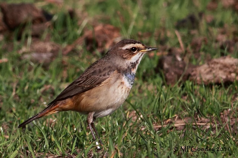 Bluethroat