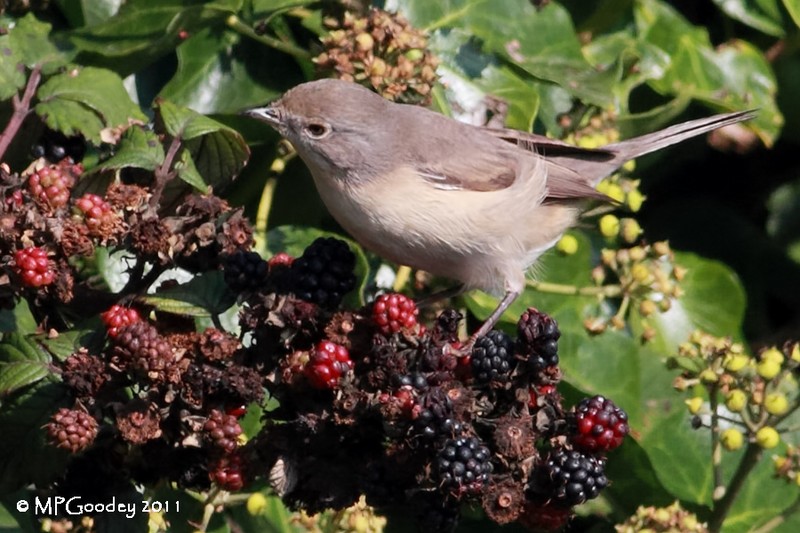 Subalpine Warbler