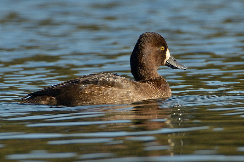 Lesser Scaup