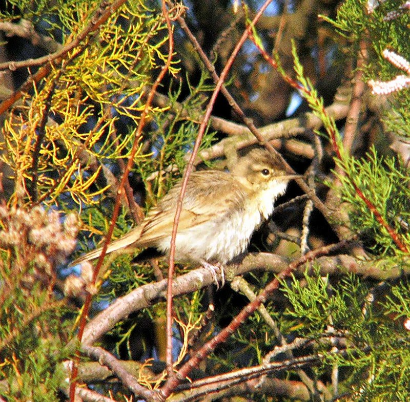 Booted Warbler