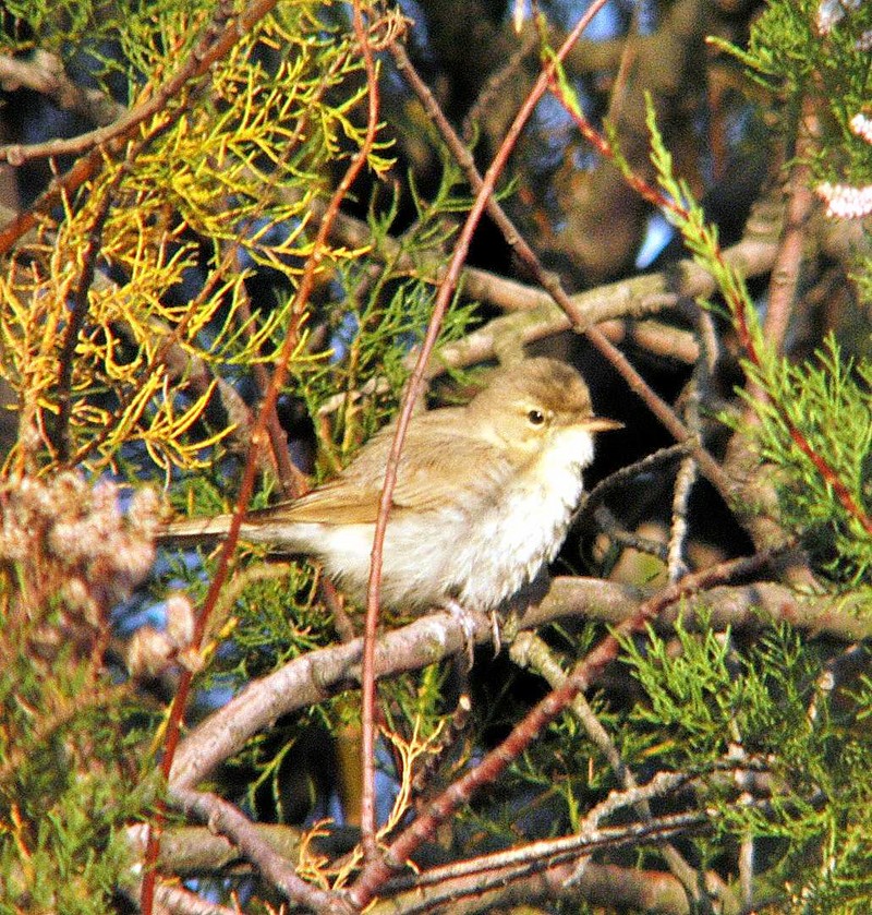 Booted Warbler