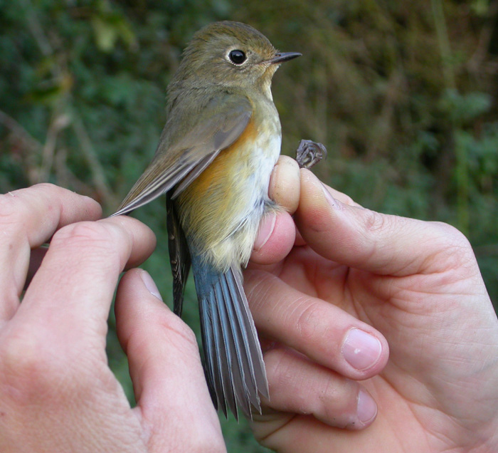 Red-flanked Bluetail