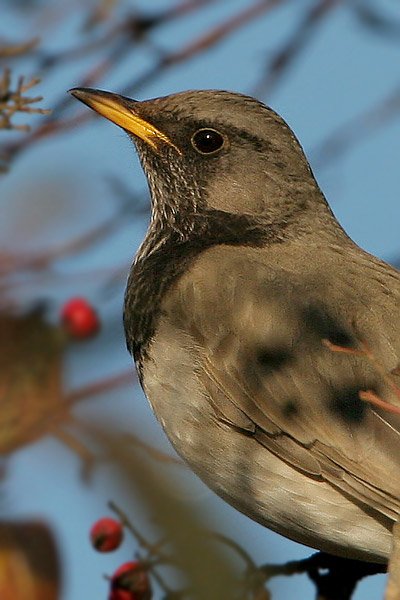 Black-throated Thrush