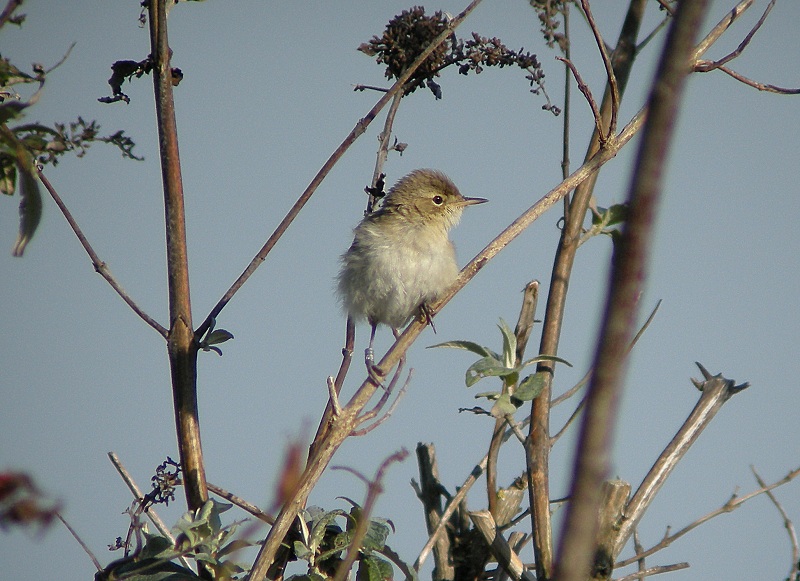 Booted Warbler