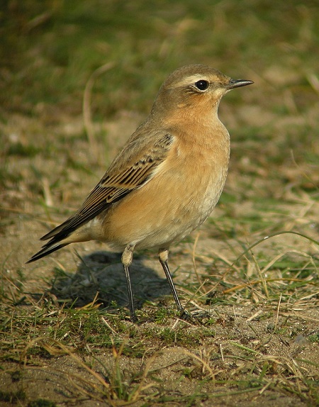 Wheatear