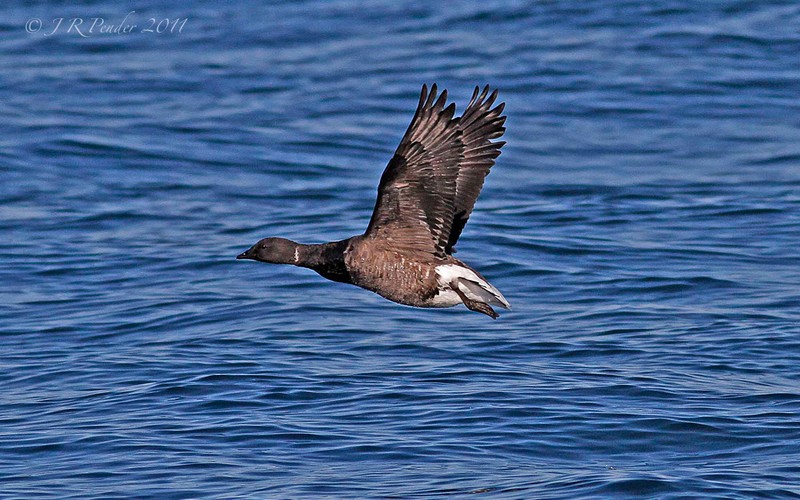 Brent Goose