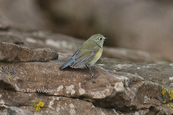 Red-flanked Bluetail