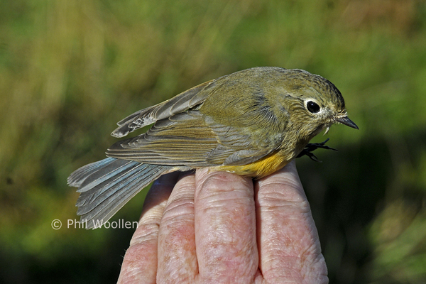 Red-flanked Bluetail