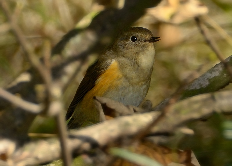 Red-flanked Bluetail