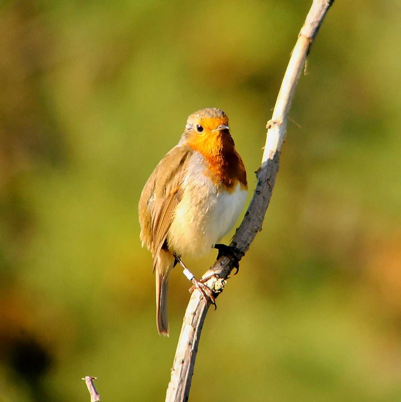 Robin