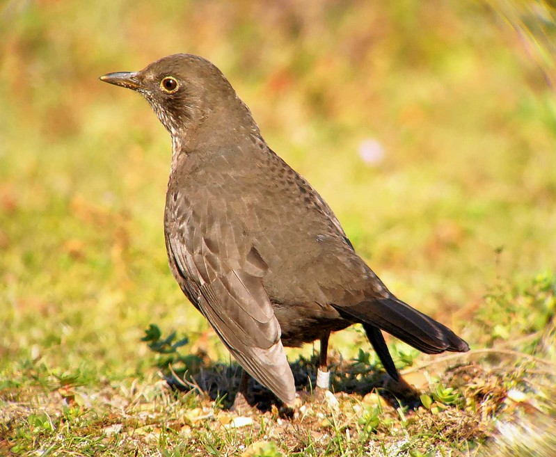 Blackbird