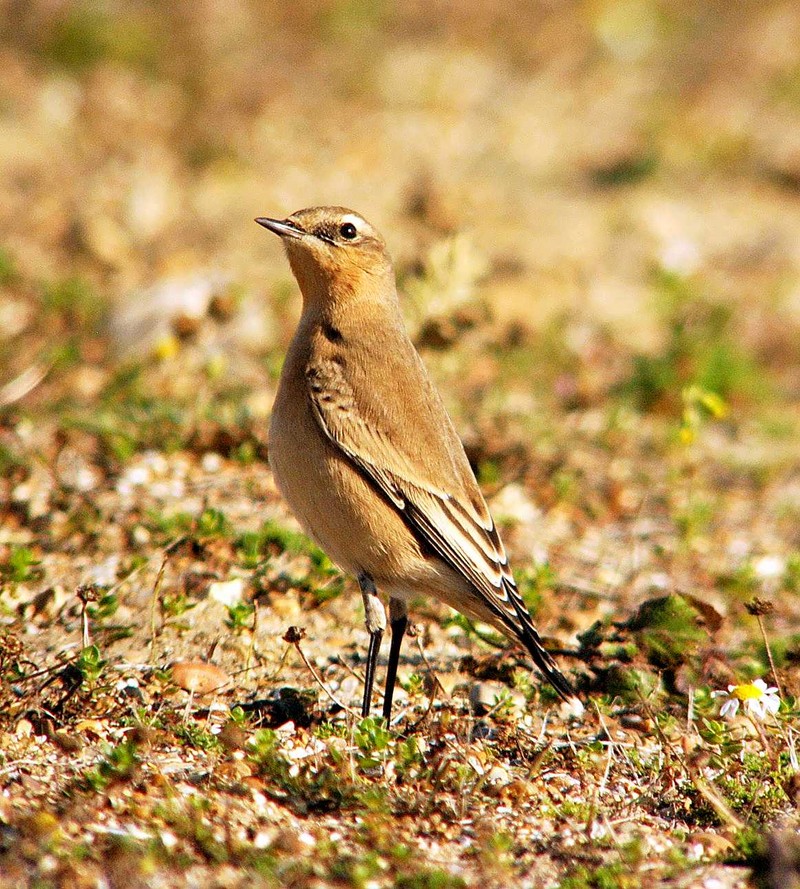 Wheatear