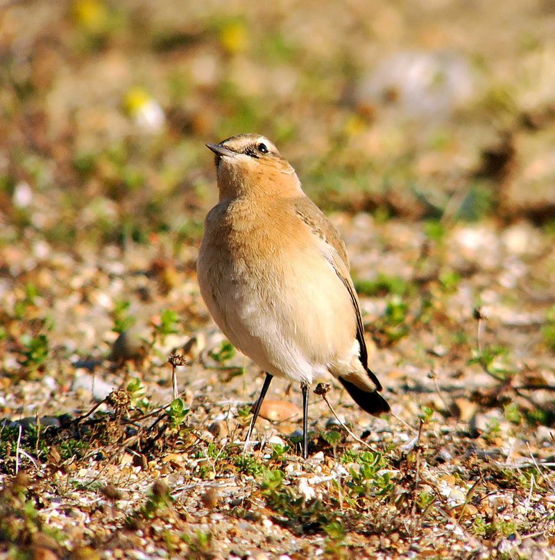 Wheatear