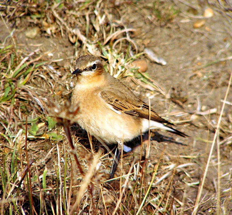 Wheatear