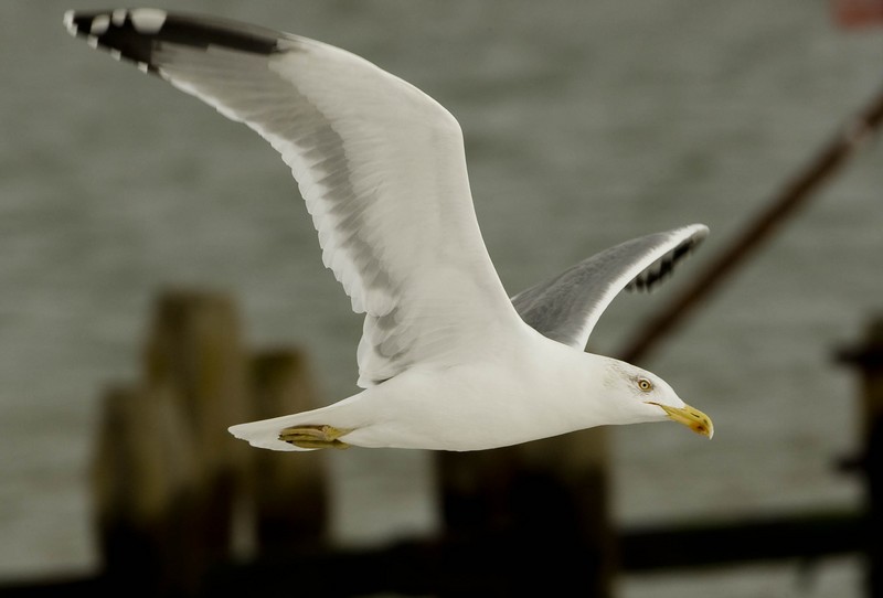Yellow-legged Gull