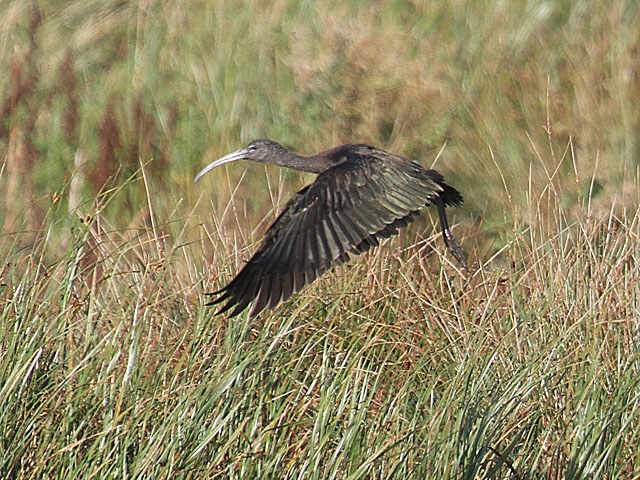 Glossy Ibis