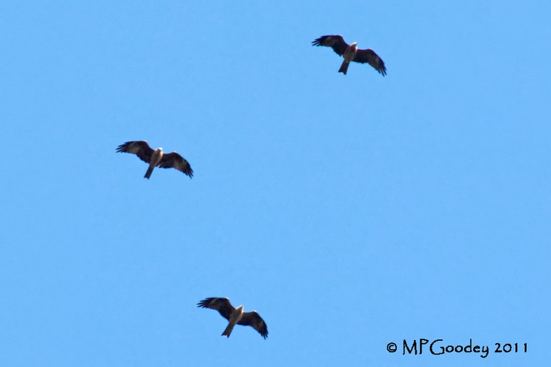 Black Kite