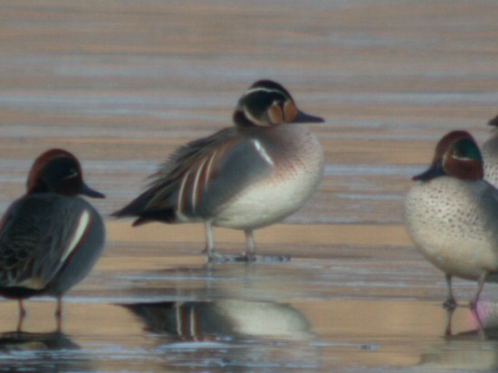 Baikal Teal