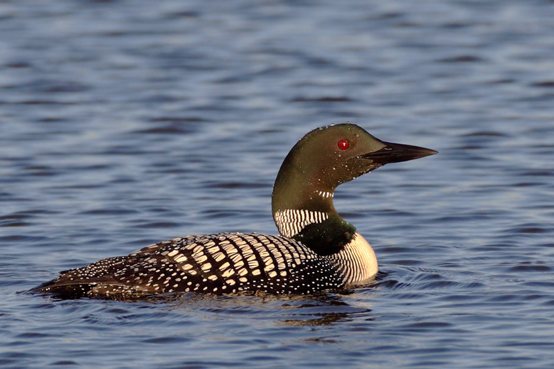 Great Northern Diver