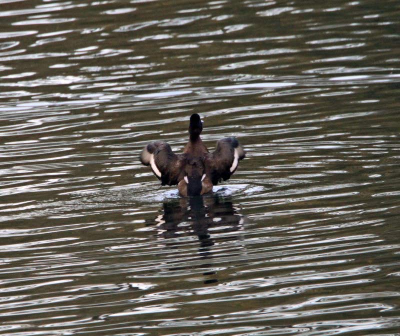 Lesser Scaup