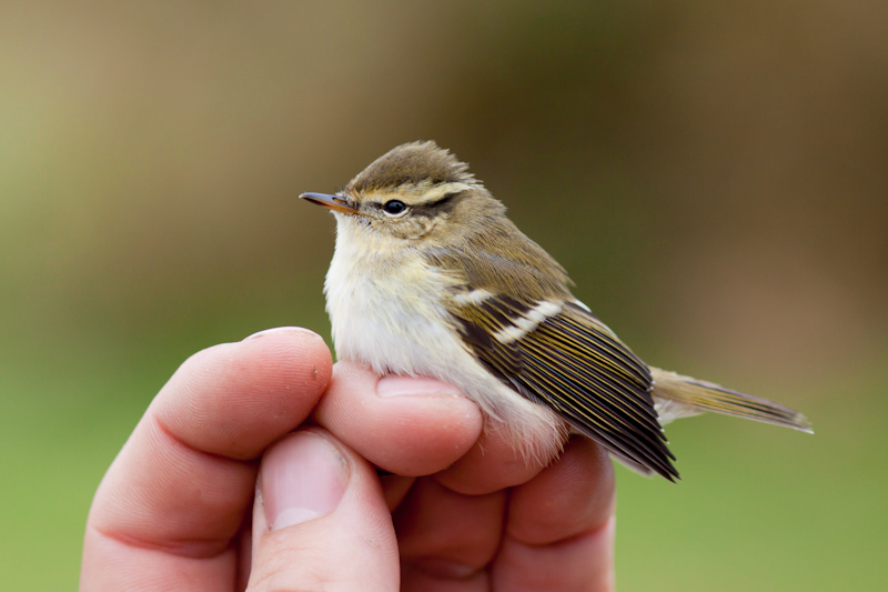 Yellow-browed Warbler