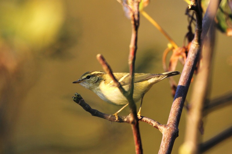 Yellow-browed Warbler