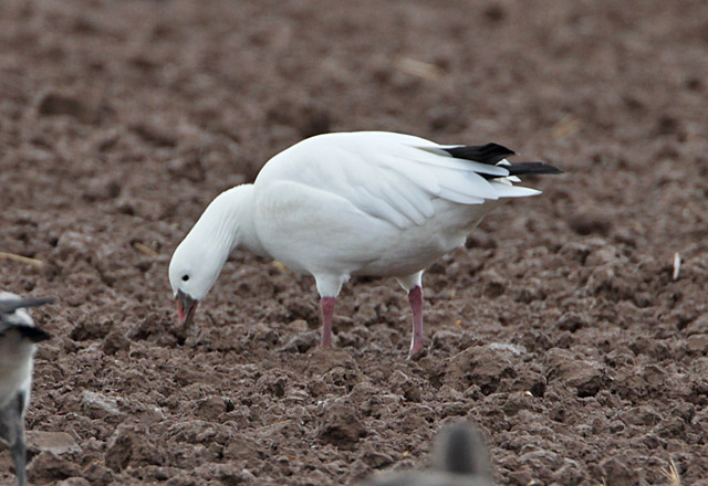 Ross's Goose