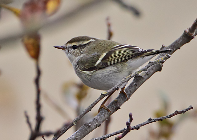 Yellow-browed Warbler